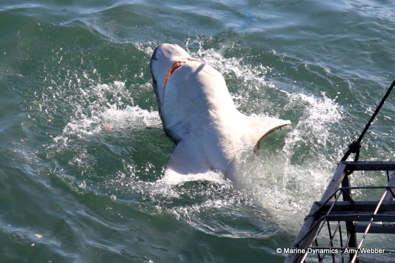 Broadnose sevengill shark, South Africa