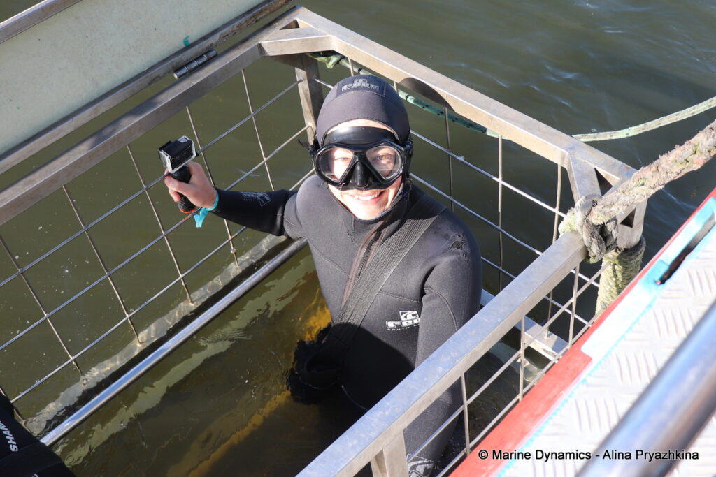 Shark Cage Diving, Gansbaai, South Africa