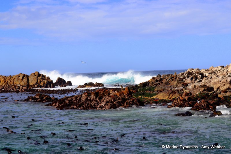 Cape fur seal, South Africa