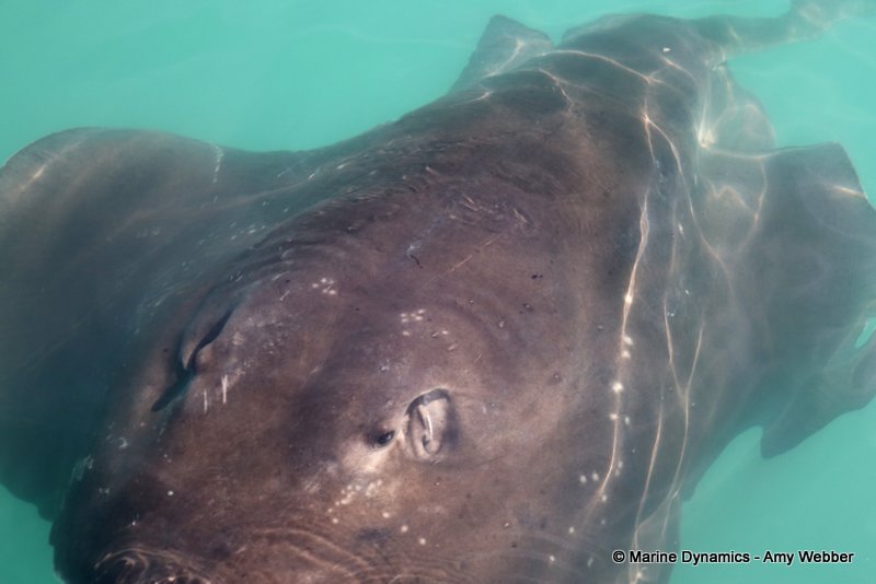 Short-tail stingray, South Africa