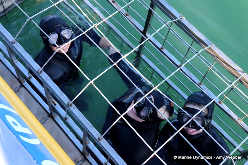 Shark Cage Diving, South Africa