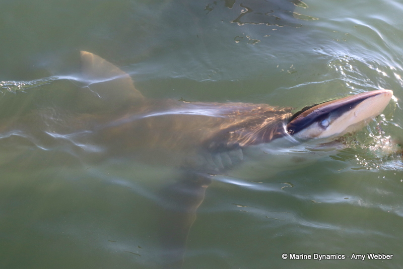 Shark cage diving, Gansbaai, South Africa, Bronze whaler