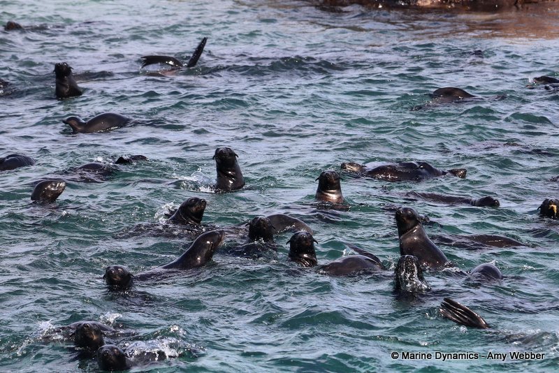 Cape fur seal, South Africa