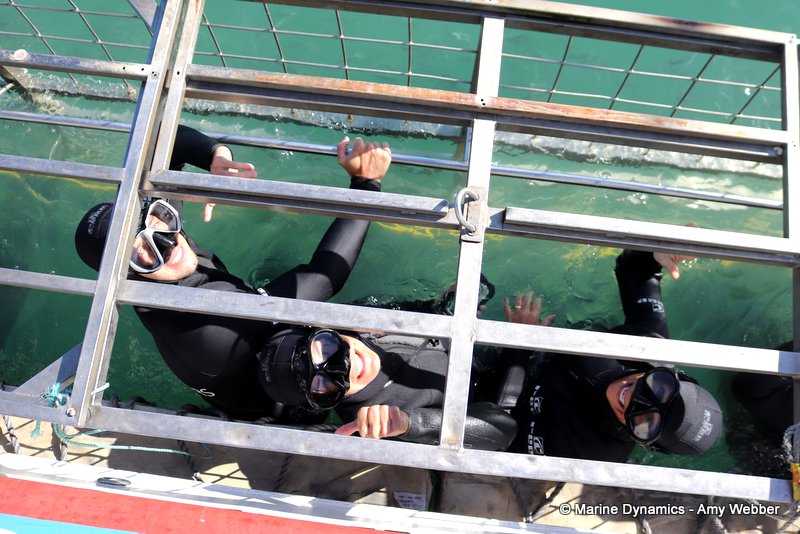 Shark cage diving, South Africa