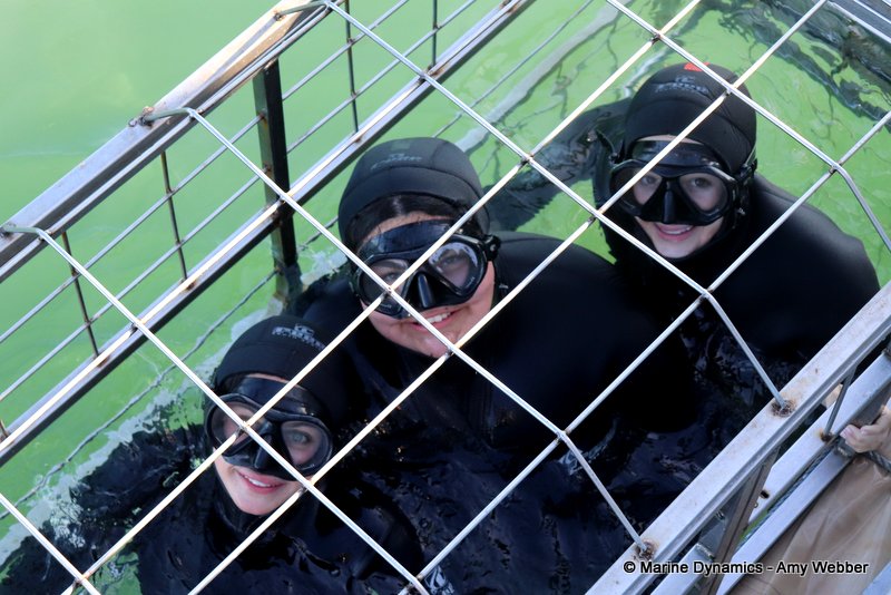 Shark Cage Diving, South Africa