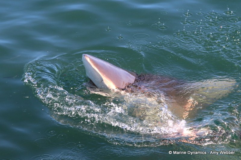 Bronze whaler shark, South Africa