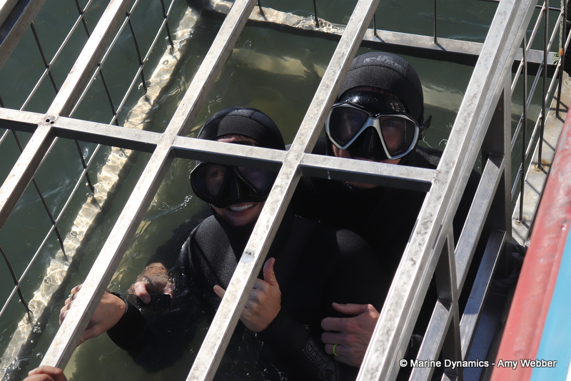 Shark cage diving, Gansbaai, South Africa