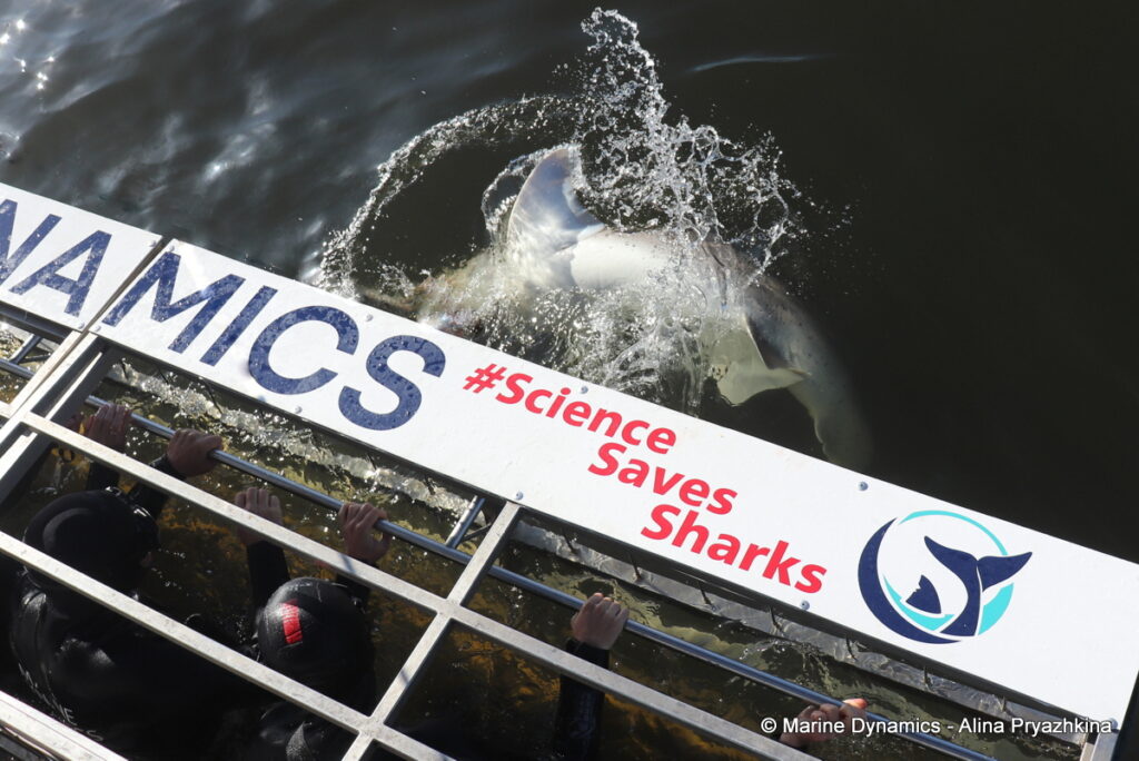 Shark Cage Diving, Gansbaai, South Africa, Broadnose sevengill shark