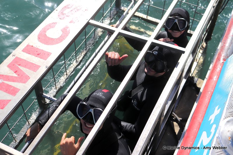 Shark cage diving, South Africa