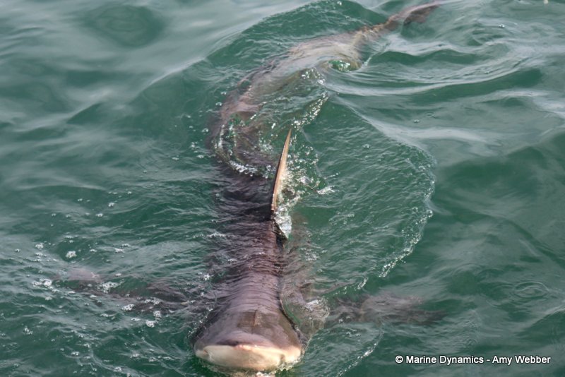 Bronze whaler sharks, South Africa