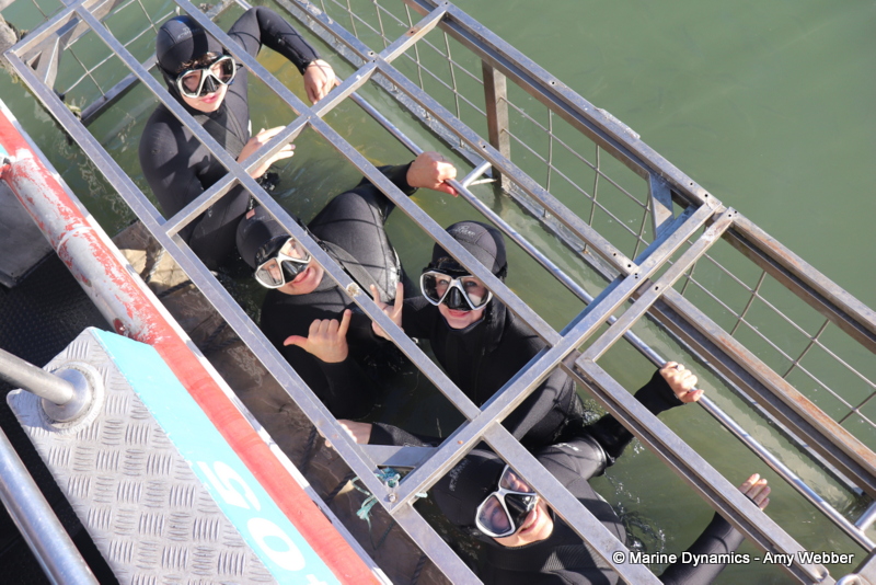 Shark cage diving, Gansbaai, South Africa