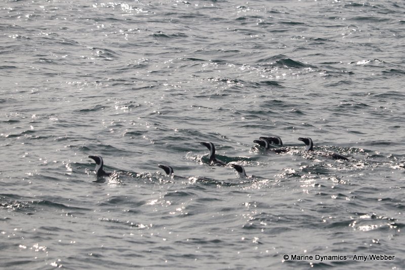 Shark Cage Diving, South Africa, African Penguin