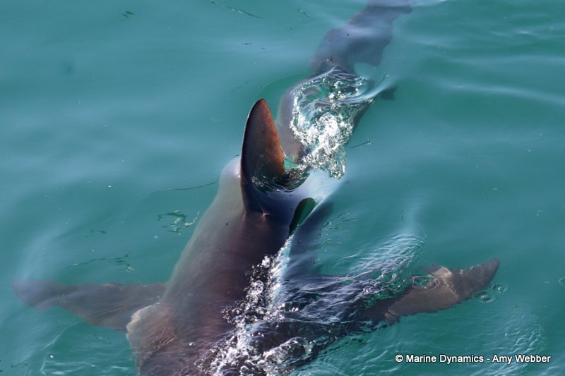 Bronze whaler shark, South Africa