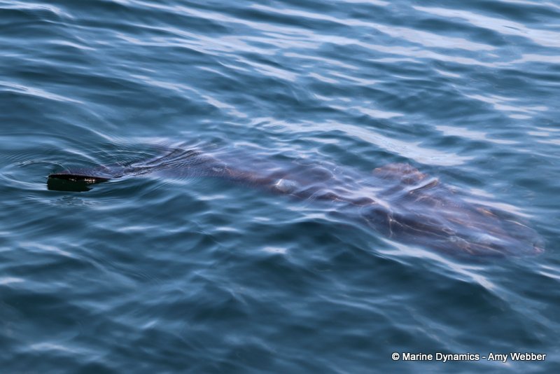 Sunfish, South Africa