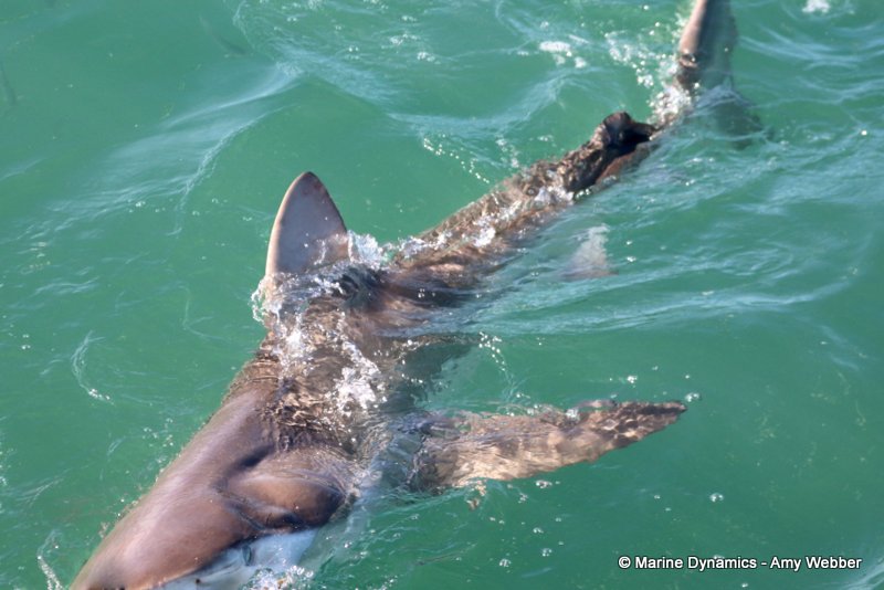 Bronze whaler shark, South Africa