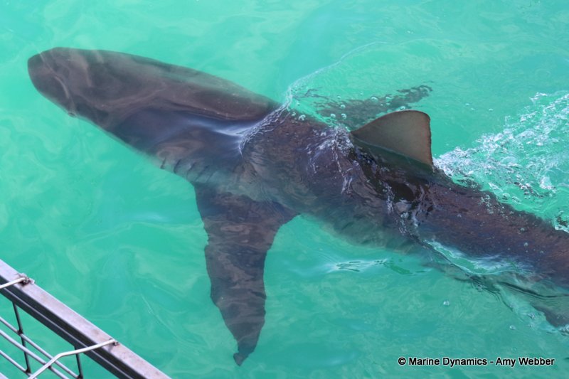 Bronze whaler shark, South Africa