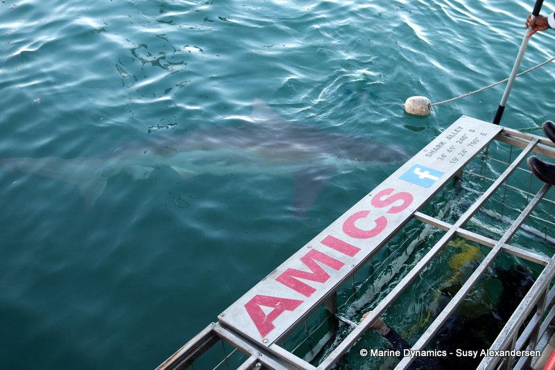Bronze whaler shark, Gansbaai, South Africa, Shark Cage diving