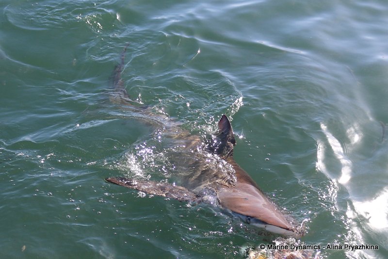 Bronze whaler shark, South Africa