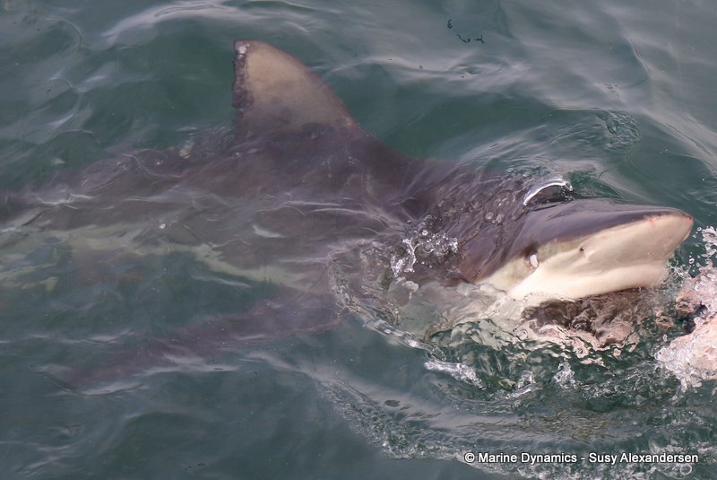 Shark cage diving, south africa
