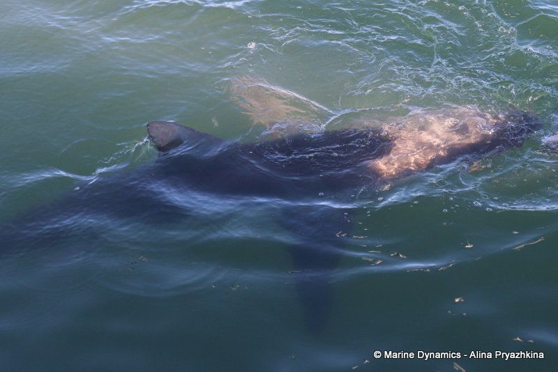 Bronze whaler sharks, Gansbaai, south africa, Shark cage diving