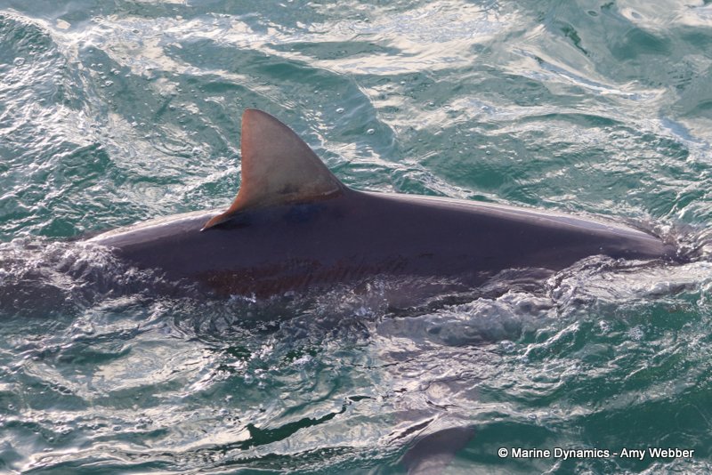 Shark Cage Diving, South Africa, Bronze whaler shark
