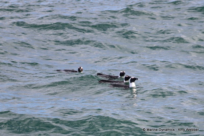 Shark Cage Diving, South Africa, African penguins