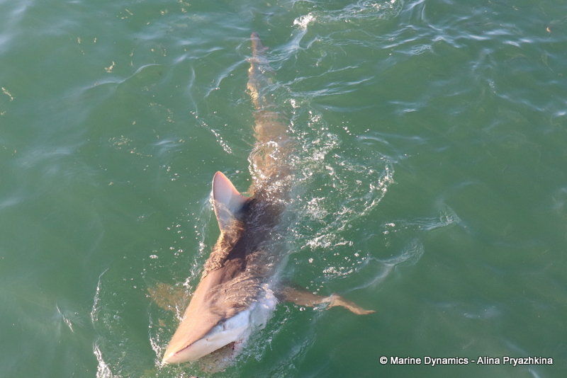 bronze whaler, gansbaai, south africa, shark cage diving