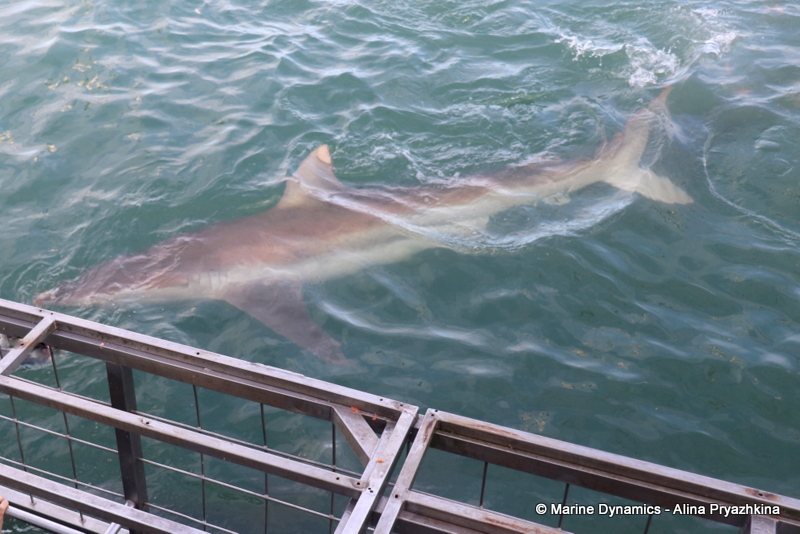 Shark Cage Diving, South Africa, Bronze whaler shark