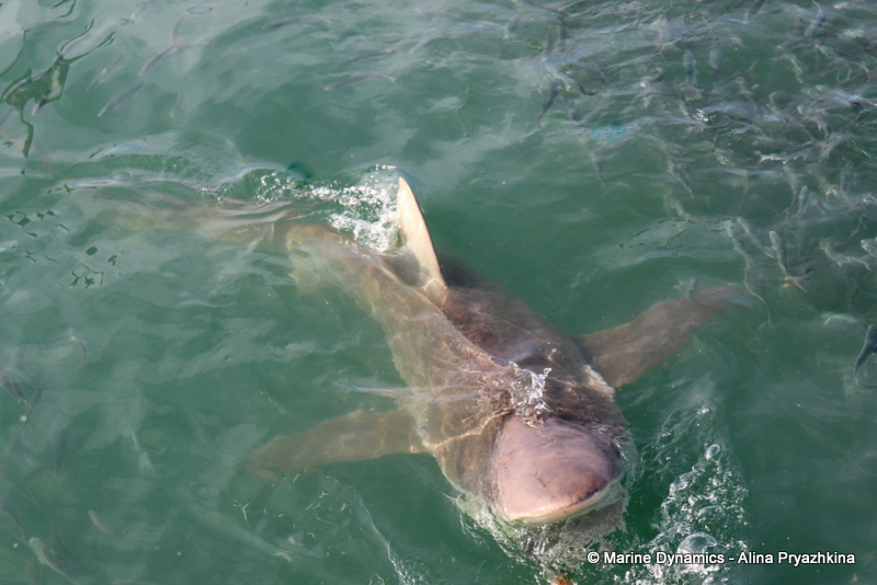 Shark cage diving, South Africa, Bronze whaler sharks
