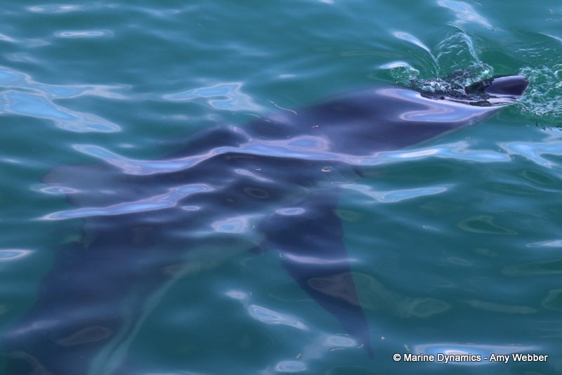 Bronze whaler shark, South Africa