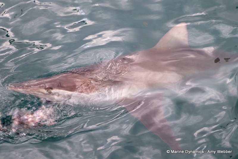 Bronze whaler shark, South Africa