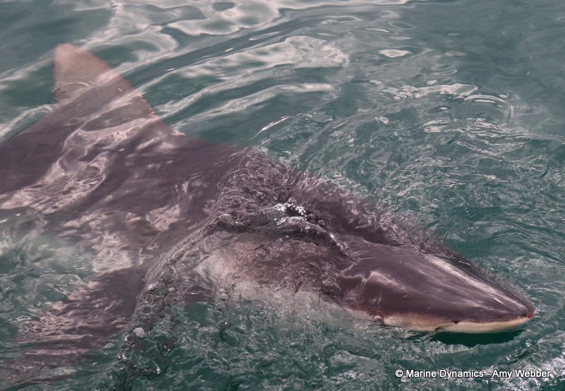 Bronze whaler shark, South Africa