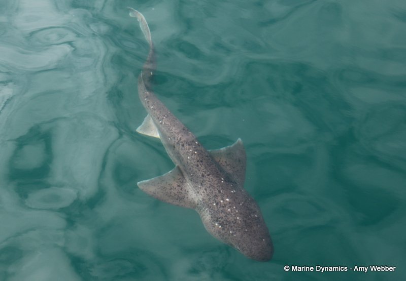 Broadnose sevengill shark, South Africa