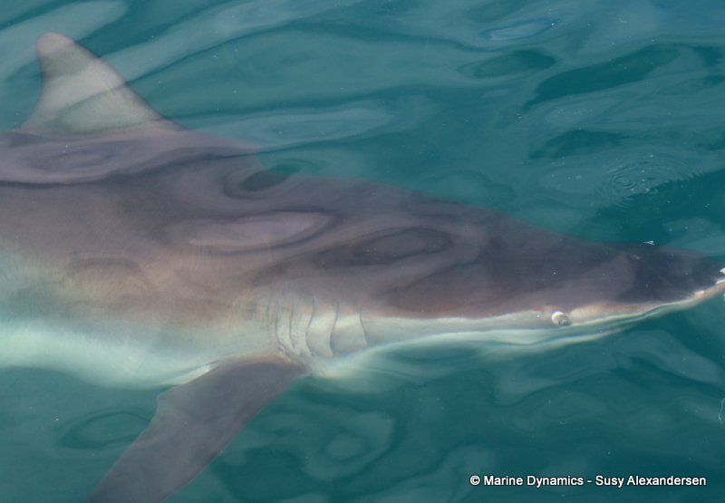 Bronze whaler shark, South Africa