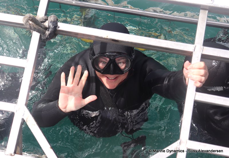 Shark Cage Diving, South Africa