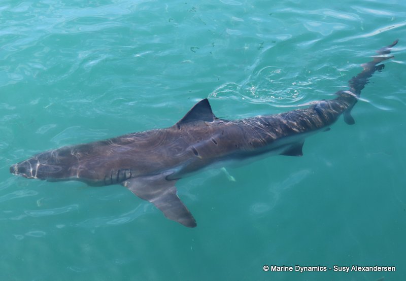 Bronze whaler shark, South Africa