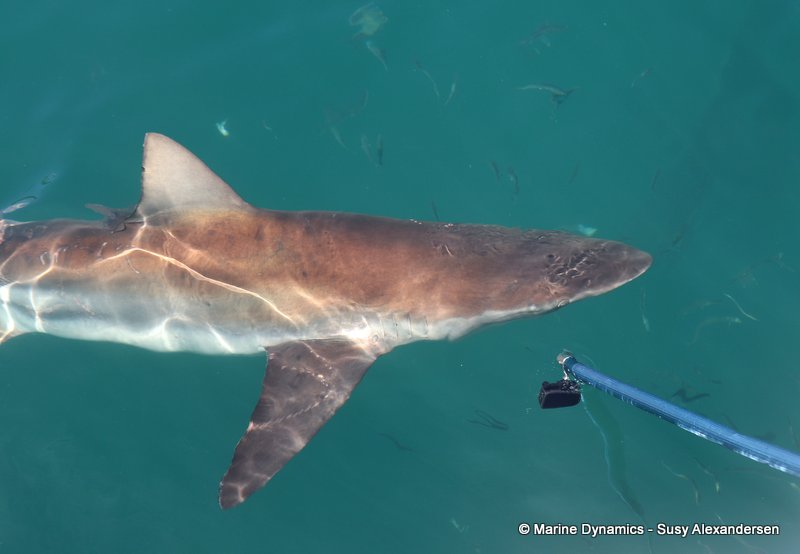 Bronze whaler shark, South Africa
