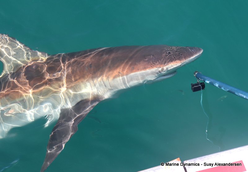 Bronze whaler shark, South Africa