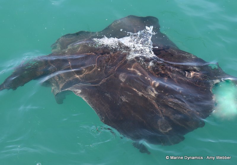 Short-tail stingray, South Africa