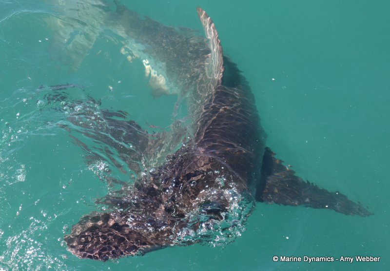 Bronze whaler shark, South Africa