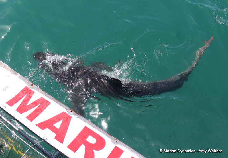 Bronze whaler shark, South Africa