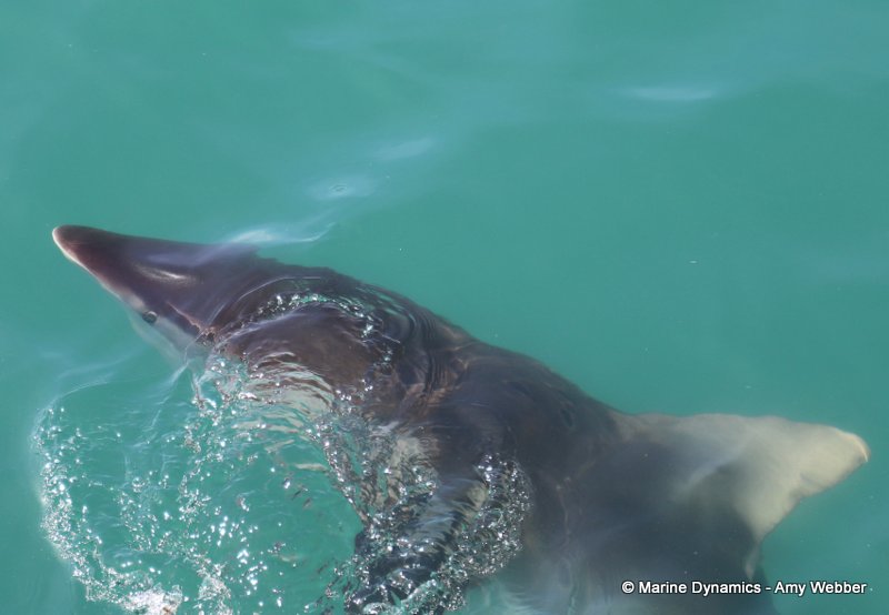 Bronze whaler shark, South Africa