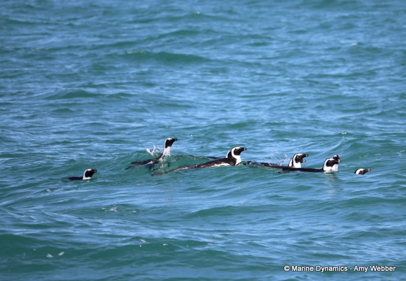 African penguins, South Africa