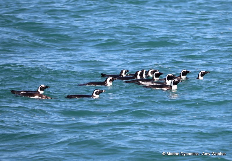 African penguins, South Africa