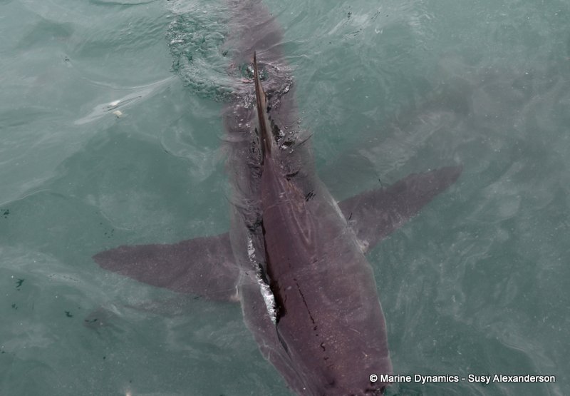 Bronze whaler shark, South Africa