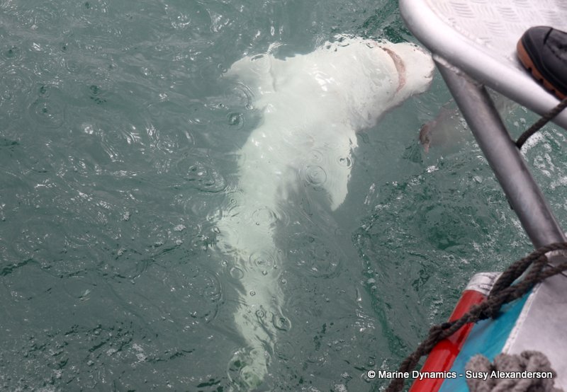 Sevengill shark, South Africa