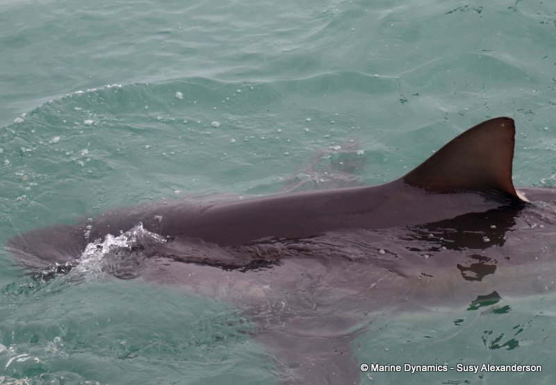 Bronze whaler shark, South Africa