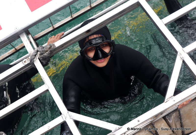 Shark Cage Diving, South Africa