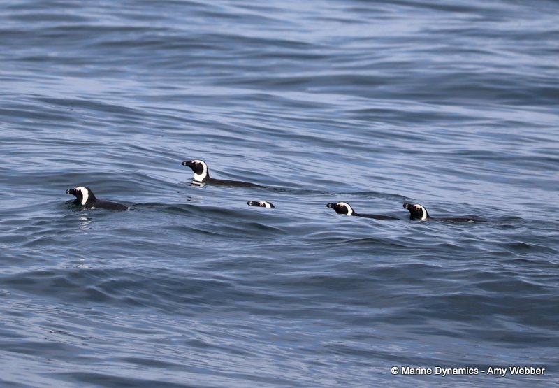 African penguins, South Africa