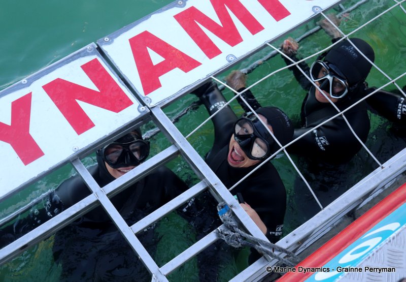 Shark Cage Diving, South Africa